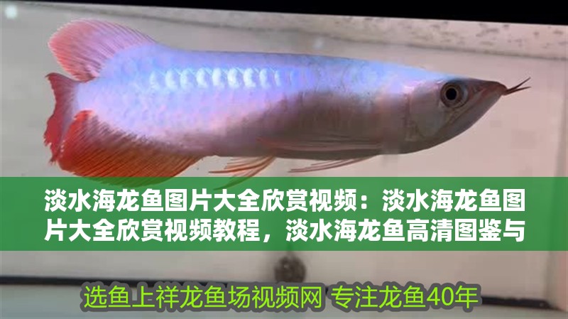 淡水海龍魚圖片大全欣賞視頻：淡水海龍魚圖片大全欣賞視頻教程，淡水海龍魚高清圖鑒與觀賞
