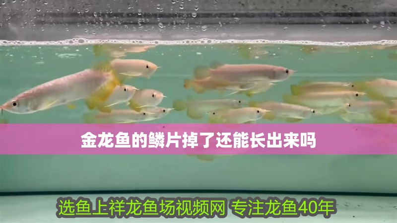 金龍魚的鱗片掉了還能長出來嗎