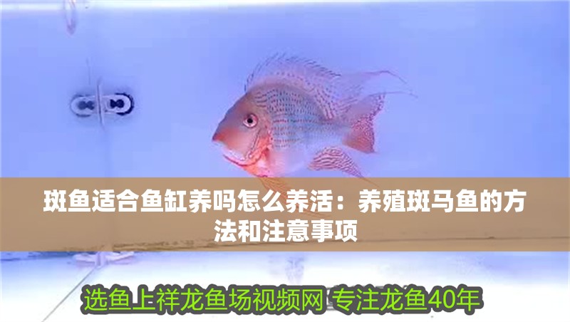 斑魚適合魚缸養嗎怎么養活：養殖斑馬魚的方法和注意事項