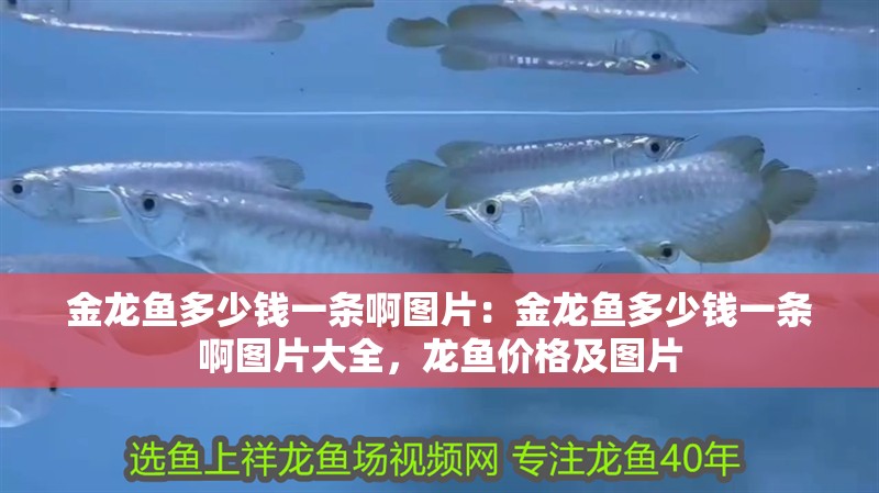 金龍魚多少錢一條啊圖片：金龍魚多少錢一條啊圖片大全，龍魚價格及圖片