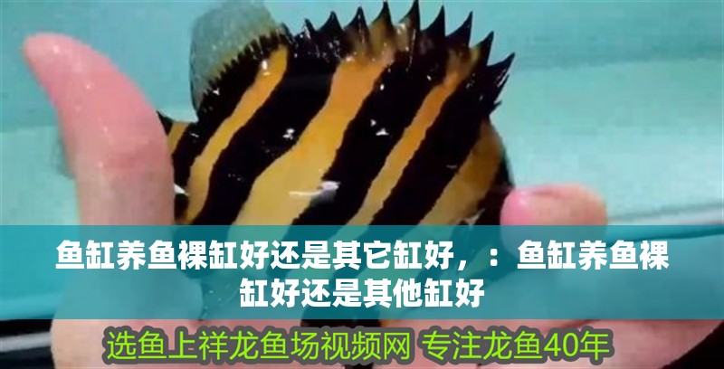 魚缸養(yǎng)魚裸缸好還是其它缸好，：魚缸養(yǎng)魚裸缸好還是其他缸好