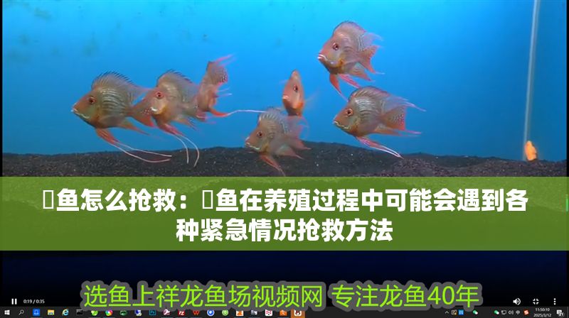 魟魚怎么搶救：魟魚在養殖過程中可能會遇到各種緊急情況搶救方法