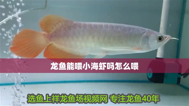 龍魚能喂小海蝦嗎怎么喂