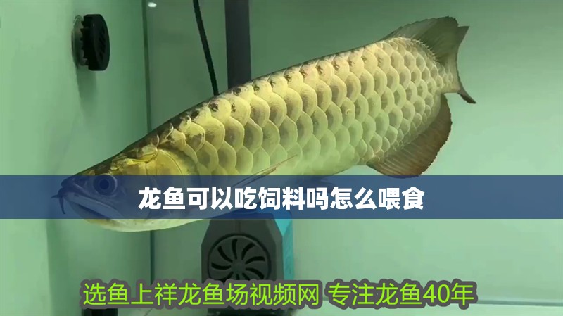 龍魚可以吃飼料嗎怎么喂食