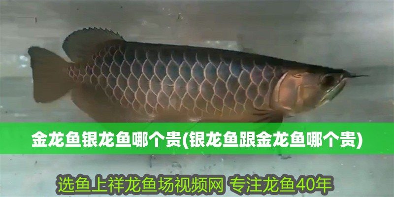 金龍魚銀龍魚哪個貴(銀龍魚跟金龍魚哪個貴)