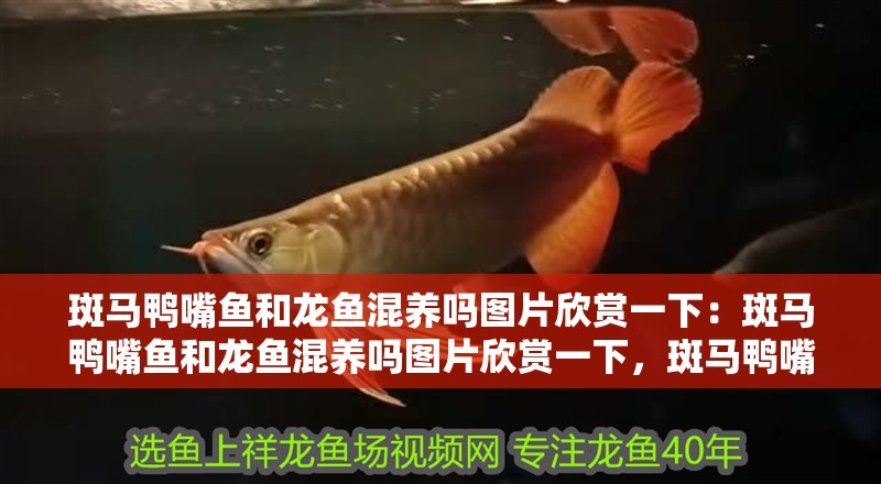 斑馬鴨嘴魚和龍魚混養嗎圖片欣賞一下：斑馬鴨嘴魚和龍魚混養嗎圖片欣賞一下，斑馬鴨嘴魚與龍魚混養圖鑒，視覺盛宴