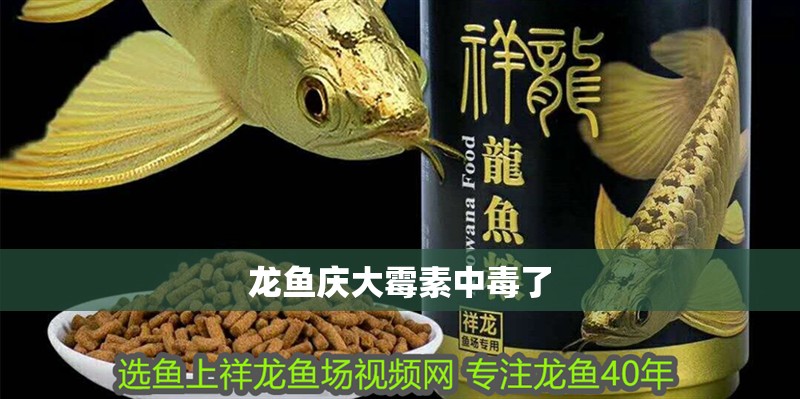龍魚慶大霉素中毒了
