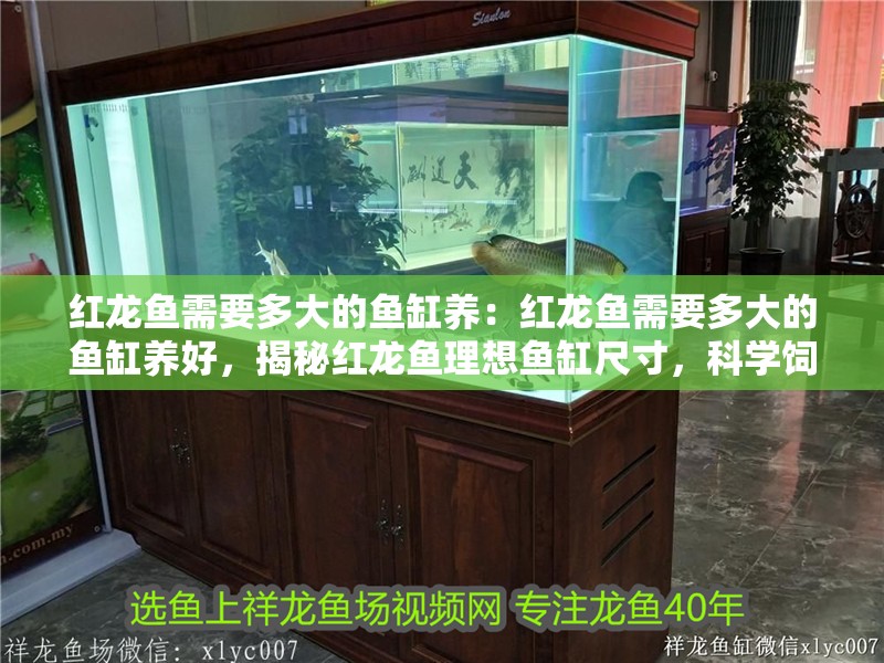 紅龍魚(yú)需要多大的魚(yú)缸養(yǎng)：紅龍魚(yú)需要多大的魚(yú)缸養(yǎng)好，揭秘紅龍魚(yú)理想魚(yú)缸尺寸，科學(xué)飼養(yǎng)空間全解析
