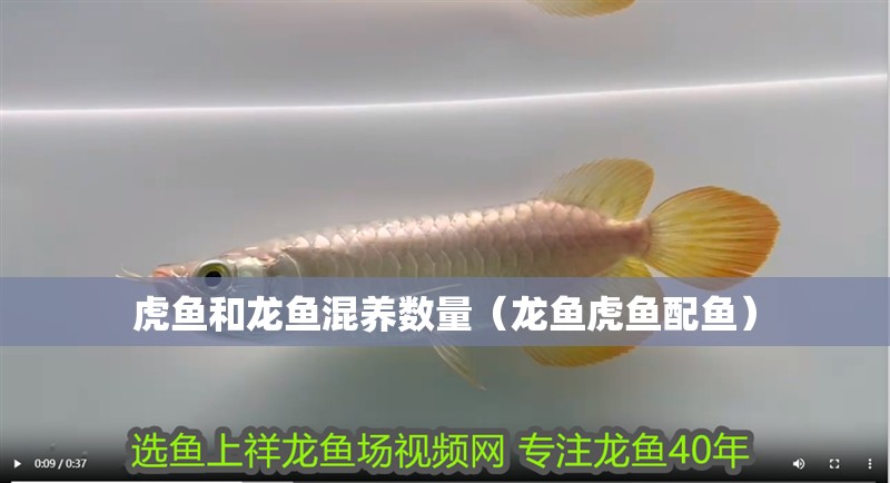 虎魚和龍魚混養數量（龍魚虎魚配魚）