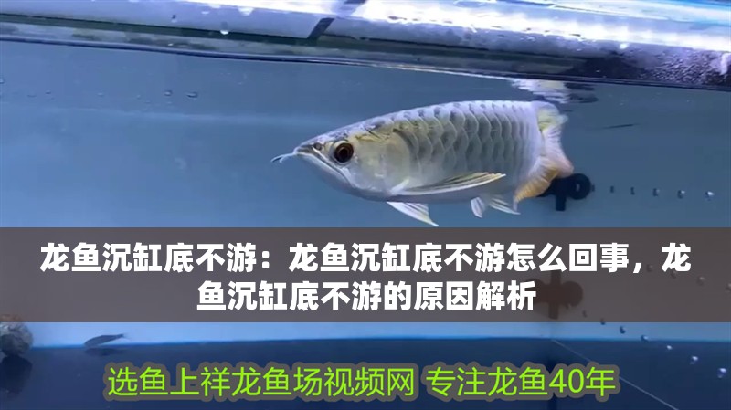 龍魚沉缸底不游：龍魚沉缸底不游怎么回事，龍魚沉缸底不游的原因解析