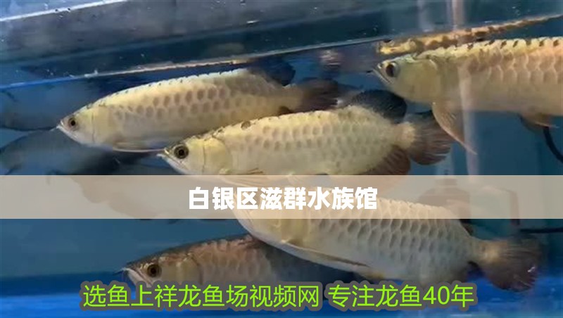 白銀區(qū)滋群水族館