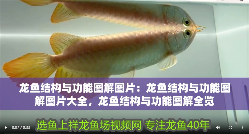 龍魚結構與功能圖解圖片：龍魚結構與功能圖解圖片大全，龍魚結構與功能圖解全覽