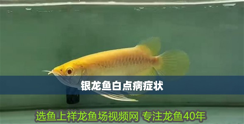銀龍魚白點病癥狀