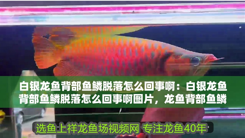 白銀龍魚背部魚鱗脫落怎么回事啊：白銀龍魚背部魚鱗脫落怎么回事啊圖片，龍魚背部魚鱗脫落原因解析及