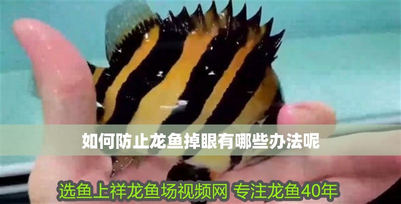 如何防止龍魚掉眼有哪些辦法呢