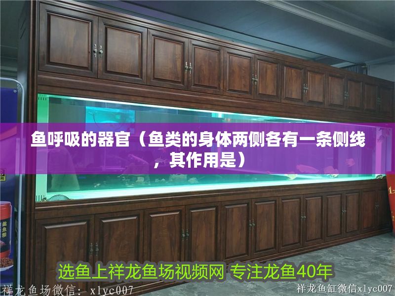 魚呼吸的器官（魚類的身體兩側各有一條側線，其作用是）