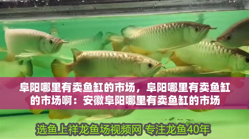 阜陽(yáng)哪里有賣魚(yú)缸的市場(chǎng)，阜陽(yáng)哪里有賣魚(yú)缸的市場(chǎng)?。喊不崭逢?yáng)哪里有賣魚(yú)缸的市場(chǎng)