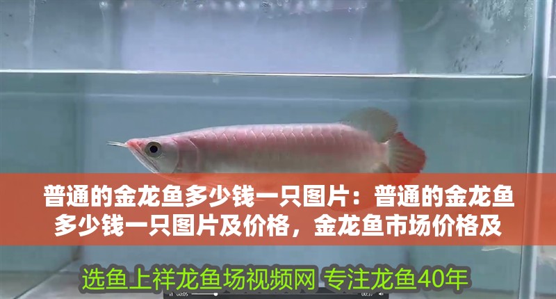 普通的金龍魚多少錢一只圖片：普通的金龍魚多少錢一只圖片及價格，金龍魚市場價格及