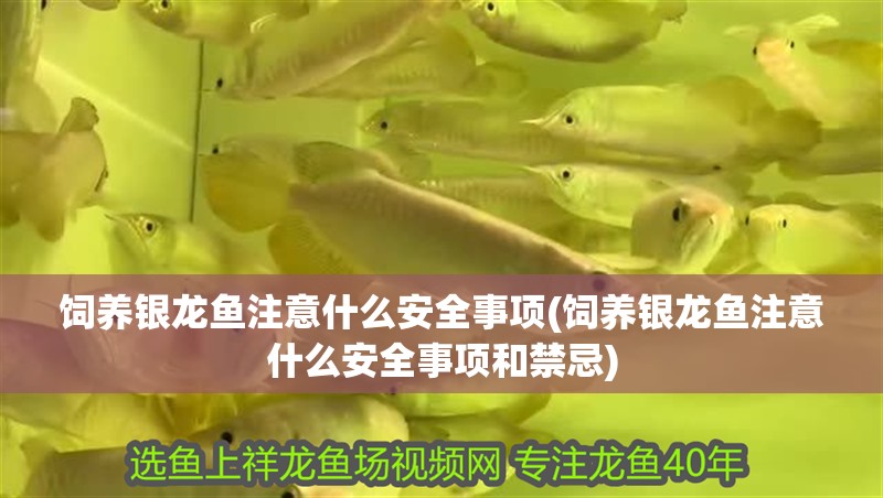 飼養銀龍魚注意什么安全事項(飼養銀龍魚注意什么安全事項和禁忌)