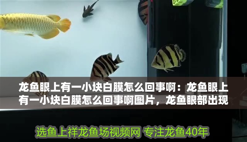 龍魚眼上有一小塊白膜怎么回事啊：龍魚眼上有一小塊白膜怎么回事啊圖片，龍魚眼部出現白膜現象解析與