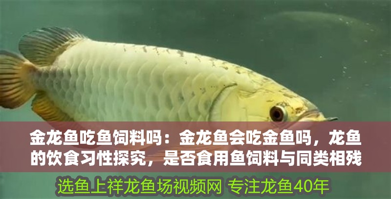金龍魚吃魚飼料嗎：金龍魚會吃金魚嗎，龍魚的飲食習性探究，是否食用魚飼料與同類相殘