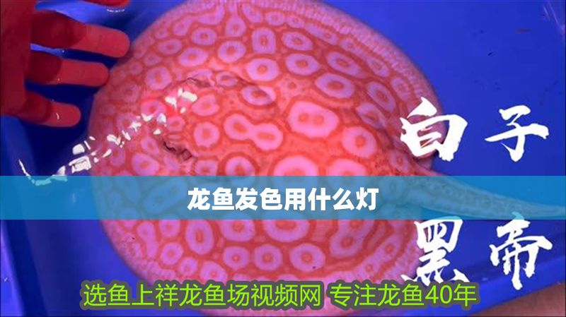 龍魚發色用什么燈