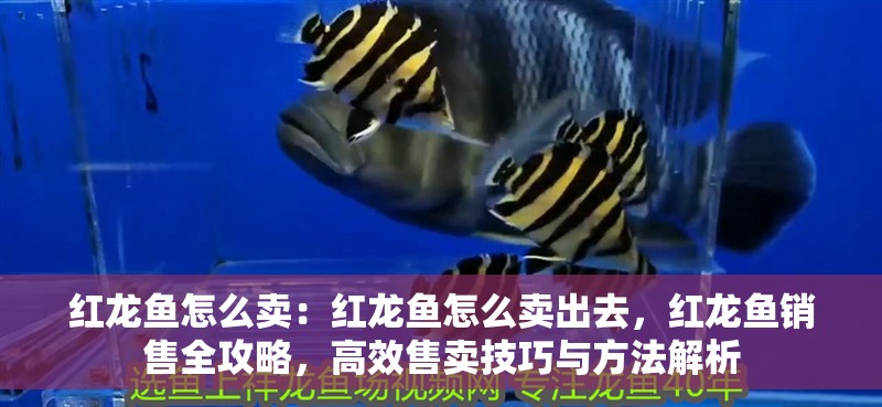 紅龍魚怎么賣：紅龍魚怎么賣出去，紅龍魚銷售全攻略，高效售賣技巧與方法解析