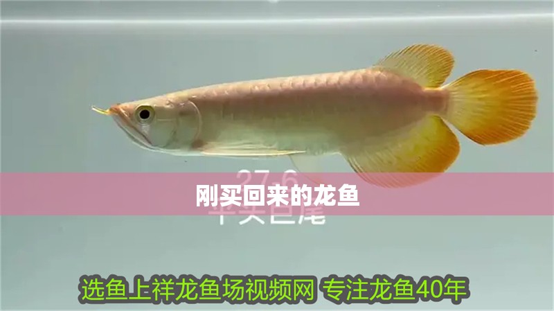 剛買回來的龍魚