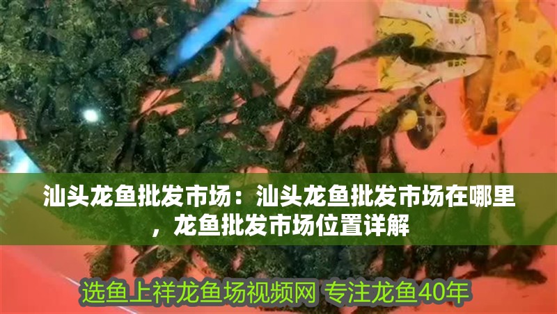 汕頭龍魚批發市場：汕頭龍魚批發市場在哪里，龍魚批發市場位置詳解