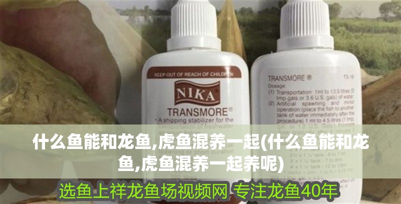 什么魚能和龍魚,虎魚混養一起(什么魚能和龍魚,虎魚混養一起養呢)