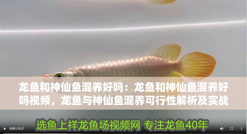 龍魚和神仙魚混養好嗎：龍魚和神仙魚混養好嗎視頻，龍魚與神仙魚混養可行性解析及實戰視頻指南