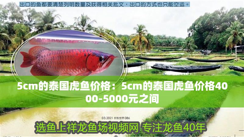 5cm的泰國虎魚價格：5cm的泰國虎魚價格4000-5000元之間
