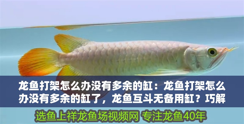 龍魚打架怎么辦沒有多余的缸:龍魚打架怎么辦沒有多余的缸了,龍魚互斗無(wú)備用缸?巧解同缸相爭(zhēng) 水族問答 龍魚打架怎么辦沒有多余的缸:龍魚打架怎么辦沒有多余的缸了,龍魚互斗無(wú)備用缸?巧解同缸相爭(zhēng) 龍魚打架怎么辦沒有多余的缸:龍魚打架怎么辦沒有多余的缸了,龍魚互斗無(wú)備用缸?巧解同缸相爭(zhēng) 水族問答