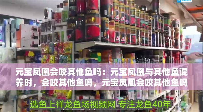 元寶鳳凰會咬其他魚嗎：元寶鳳凰與其他魚混養(yǎng)時(shí)，會咬其他魚嗎，元寶鳳凰會咬其他魚嗎