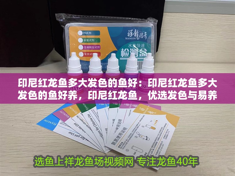 印尼紅龍魚多大發色的魚好：印尼紅龍魚多大發色的魚好養，印尼紅龍魚，優選發色與易養品種解析