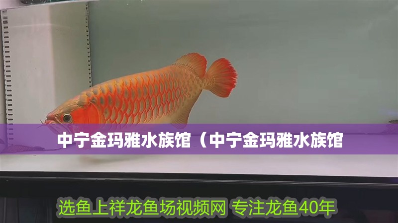 中寧金瑪雅水族館（中寧金瑪雅水族館
