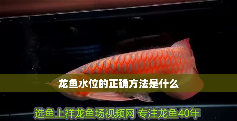 龍魚水位的正確方法是什么