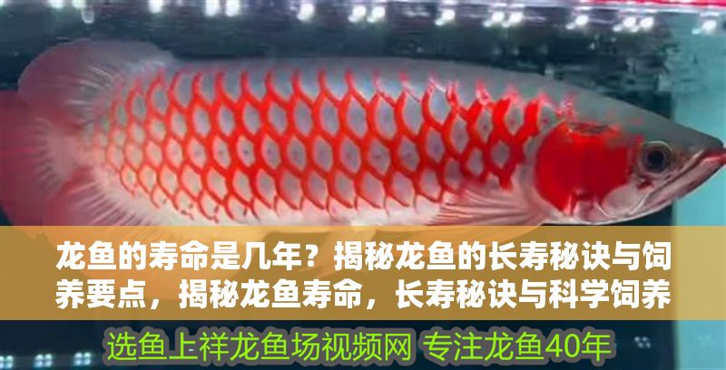 龍魚的壽命是幾年？揭秘龍魚的長壽秘訣與飼養要點，揭秘龍魚壽命，長壽秘訣與科學飼養全指南