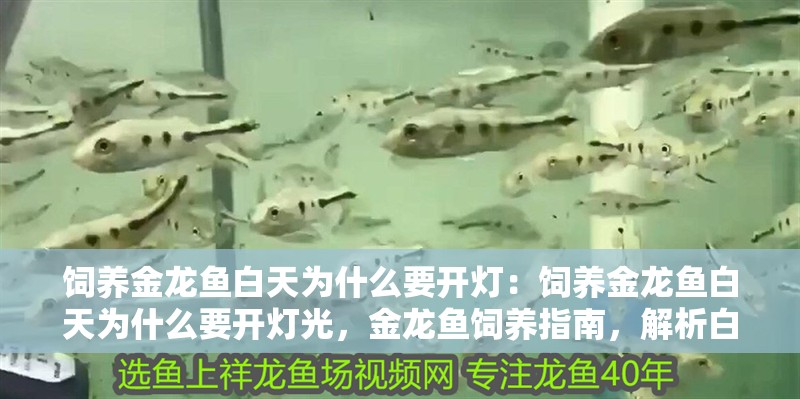 飼養金龍魚白天為什么要開燈：飼養金龍魚白天為什么要開燈光，金龍魚飼養指南，解析白天開