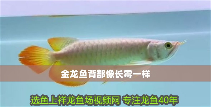 金龍魚背部像長霉一樣