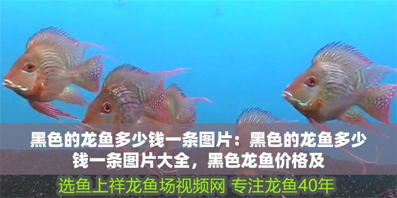 黑色的龍魚(yú)多少錢(qián)一條圖片:黑色的龍魚(yú)多少錢(qián)一條圖片大全,黑色龍魚(yú)價(jià)格及 水族問(wèn)答 黑色的龍魚(yú)多少錢(qián)一條圖片:黑色的龍魚(yú)多少錢(qián)一條圖片大全,黑色龍魚(yú)價(jià)格及 黑色的龍魚(yú)多少錢(qián)一條圖片:黑色的龍魚(yú)多少錢(qián)一條圖片大全,黑色龍魚(yú)價(jià)格及 水族問(wèn)答
