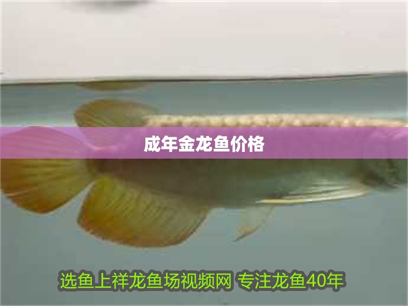 成年金龍魚價格