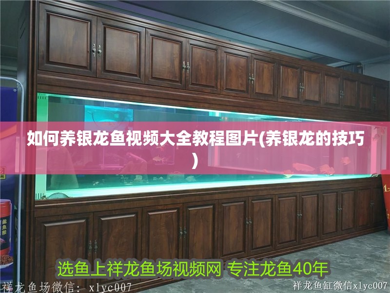如何養(yǎng)銀龍魚視頻大全教程圖片(養(yǎng)銀龍的技巧)
