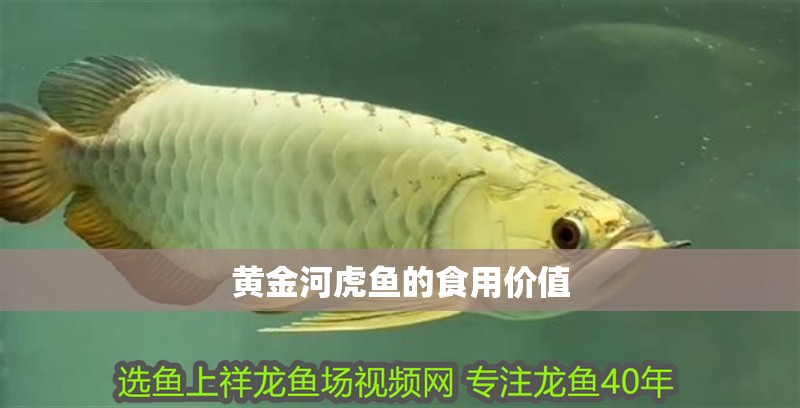 黃金河虎魚的食用價值
