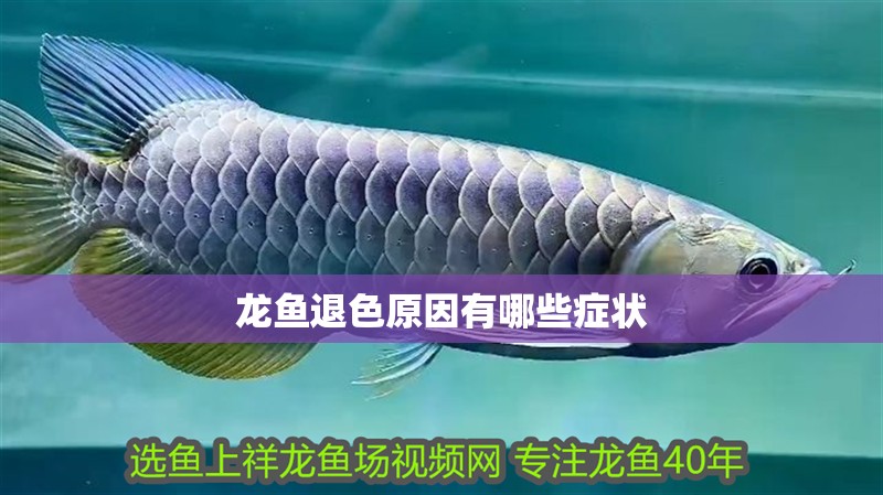 龍魚退色原因有哪些癥狀