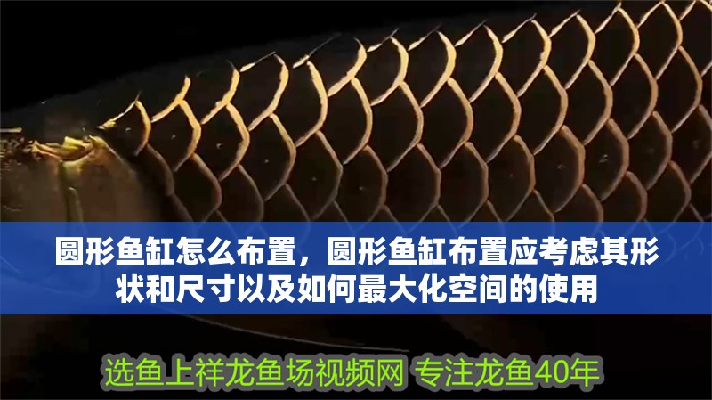 圓形魚缸怎么布置，圓形魚缸布置應考慮其形狀和尺寸以及如何最大化空間的使用