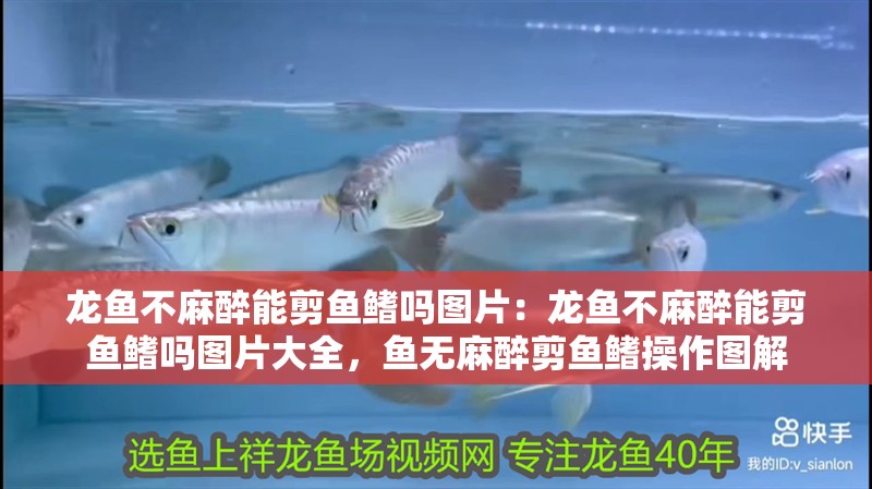龍魚不麻醉能剪魚鰭嗎圖片：龍魚不麻醉能剪魚鰭嗎圖片大全，魚無麻醉剪魚鰭操作圖解