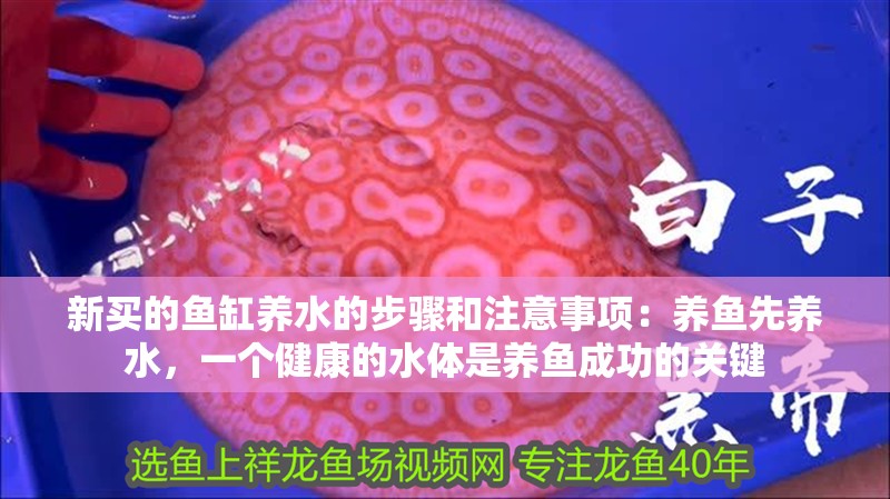 新買的魚缸養水的步驟和注意事項：養魚先養水，一個健康的水體是養魚成功的關鍵
