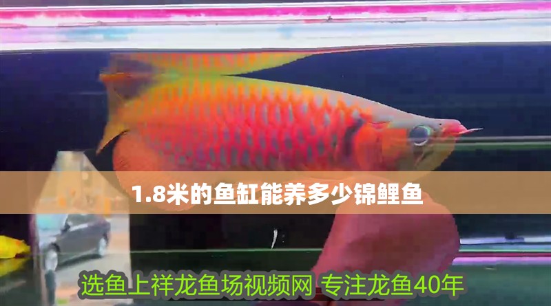 1.8米的魚缸能養多少錦鯉魚