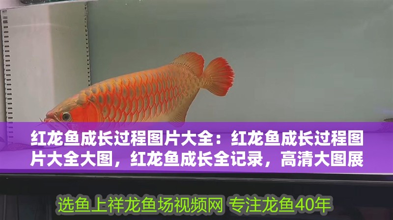 紅龍魚成長過程圖片大全：紅龍魚成長過程圖片大全大圖，紅龍魚成長全記錄，高清大圖展現蛻變歷程
